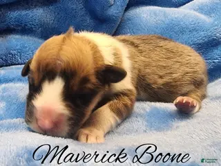 Welsh Corgi Pembroke dogs Maverick Boone - Ad 17