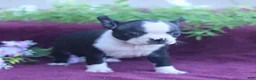 Boston Terrier dogs for sale: Maple  - Ad 3