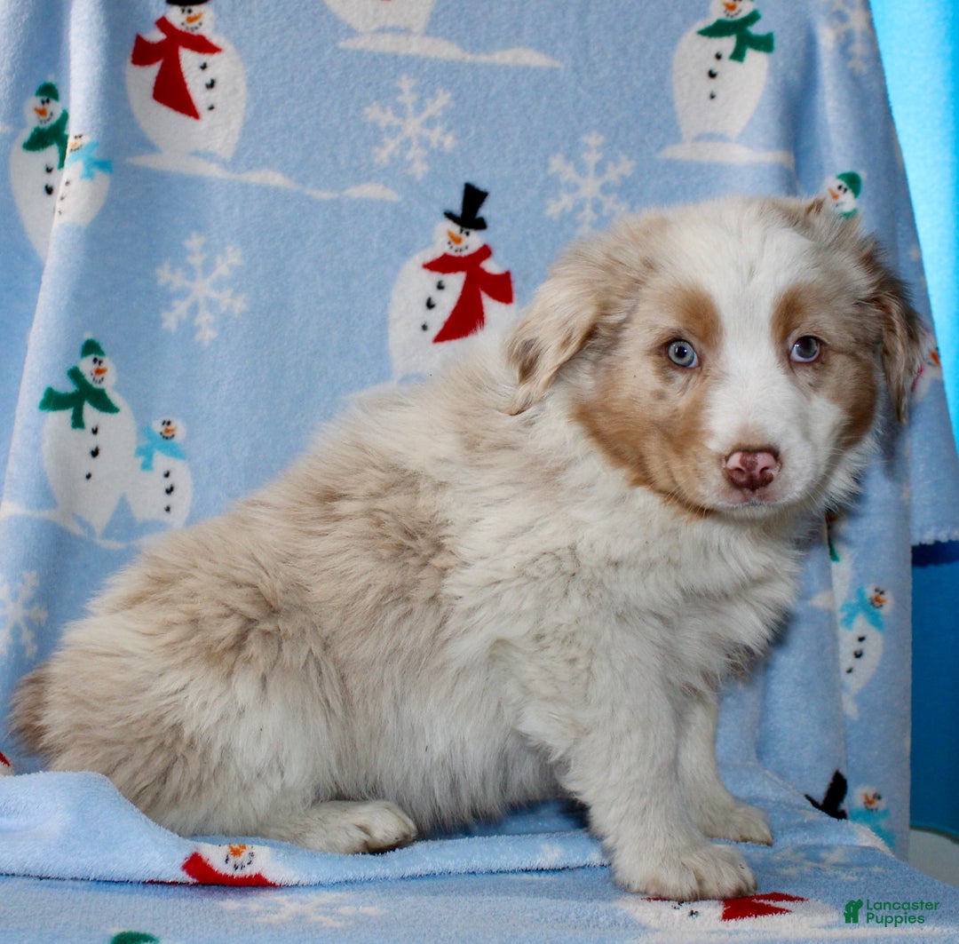 Australian Shepherd dogs for sale: Drew - Ad 5