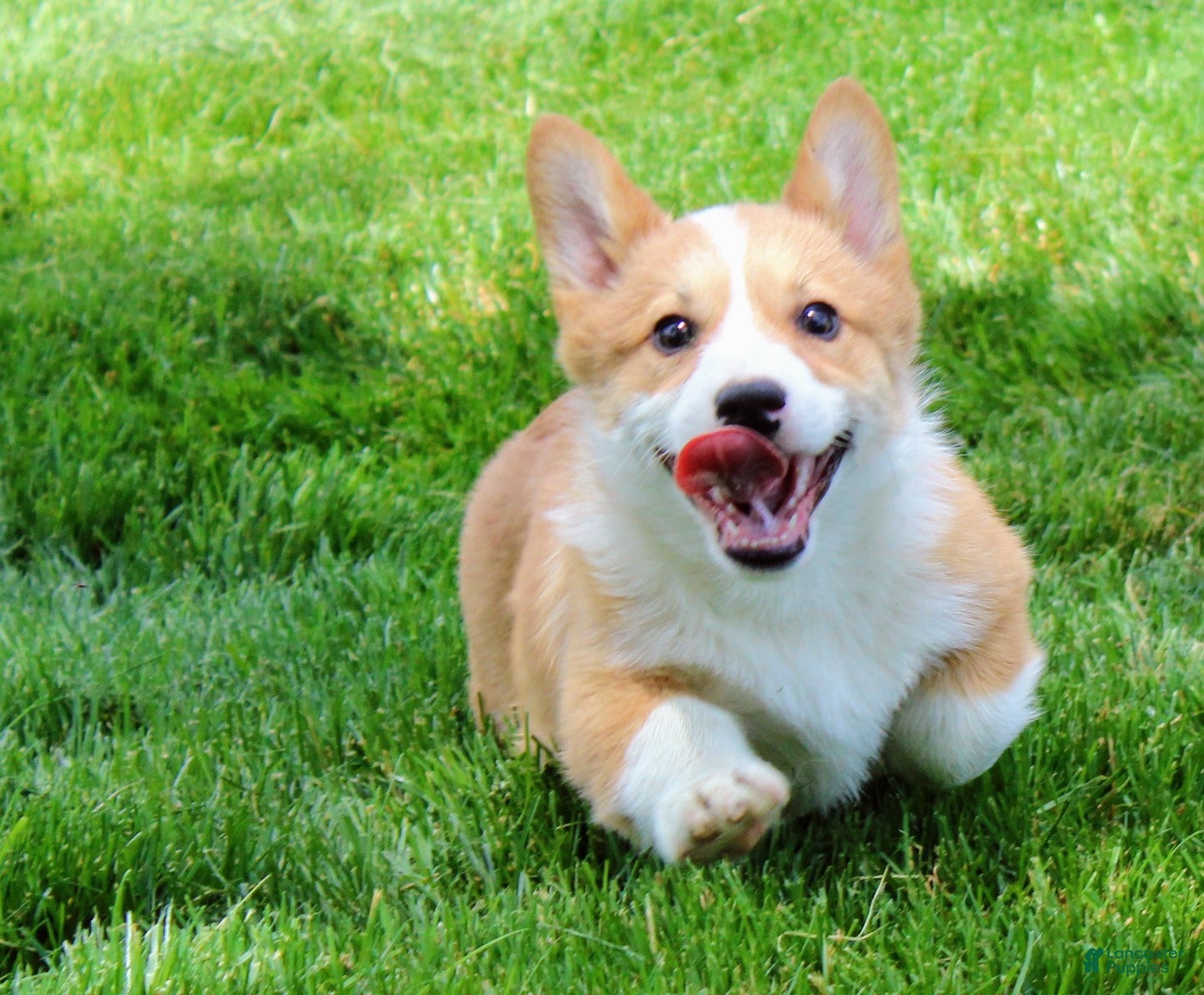 Welsh Corgi Pembroke dogs Olive(triple clear) AKC - Ad 2