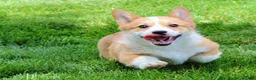 Welsh Corgi Pembroke dogs for sale: Olive(triple clear) AKC - Ad 2