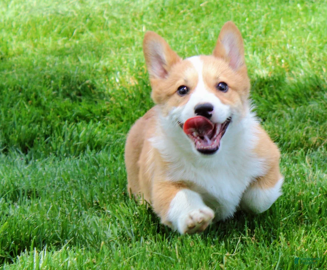 Welsh Corgi Pembroke dogs for sale: Olive(triple clear) AKC - Ad 2