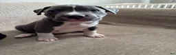 American Bully dogs for sale: American Bully 2 - Ad 3
