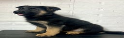 German Shepherd dogs for sale: Dixie - Ad 5