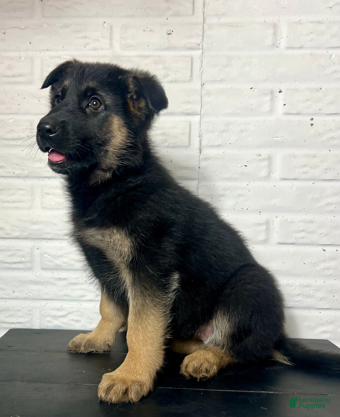 German Shepherd dogs for sale: Dixie - Ad 5