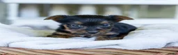 Yorkshire Terrier dogs for sale: Ron - Ad 3