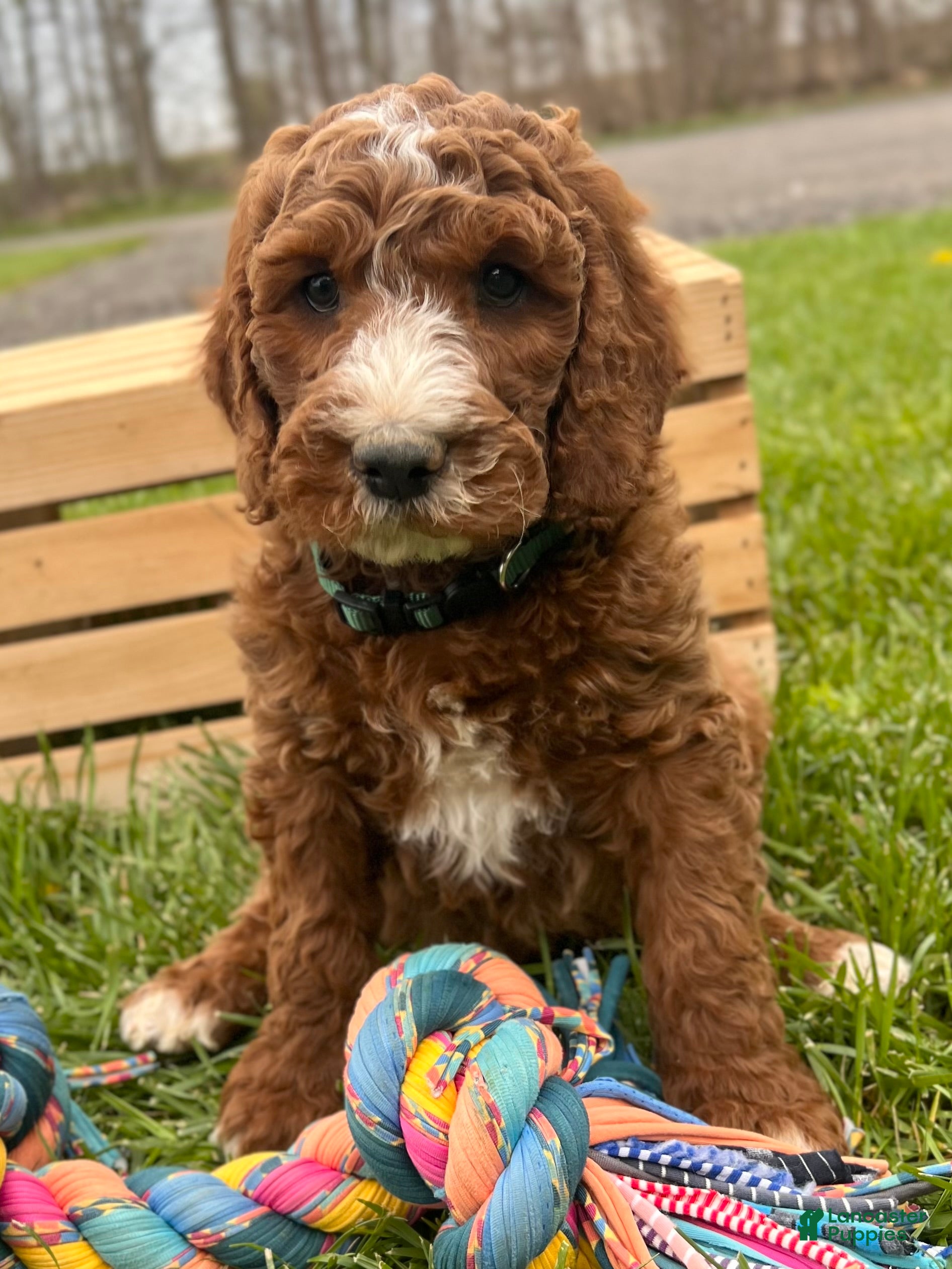 Irish Doodle dogs Tucker - Ad 1