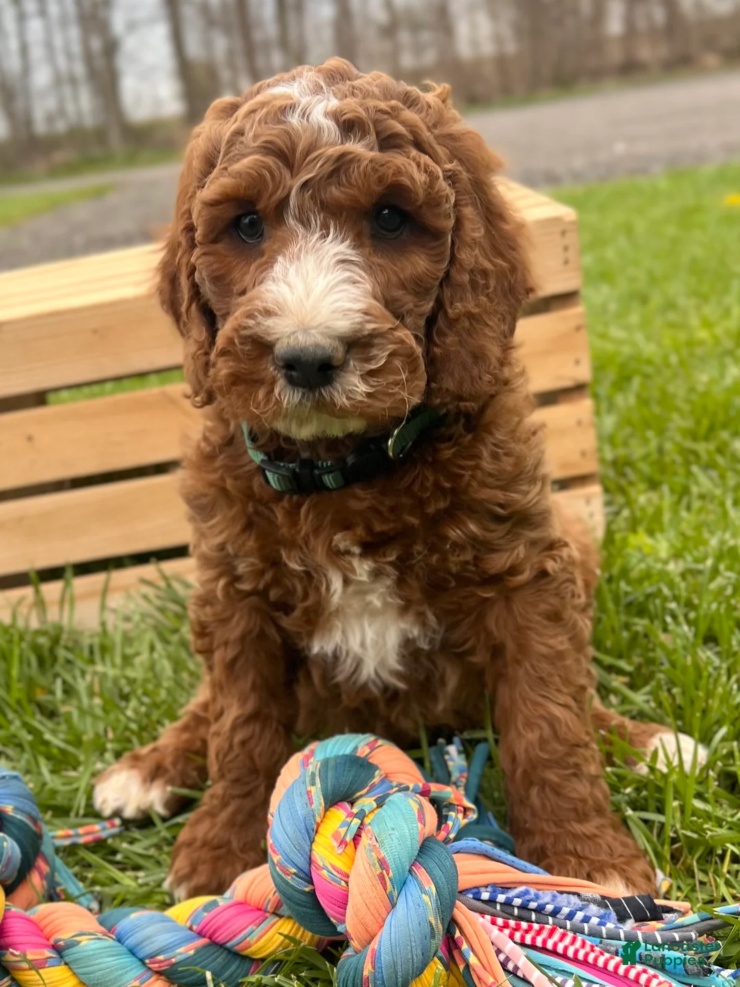 Irish Doodle dogs for sale: Tucker - Ad 1
