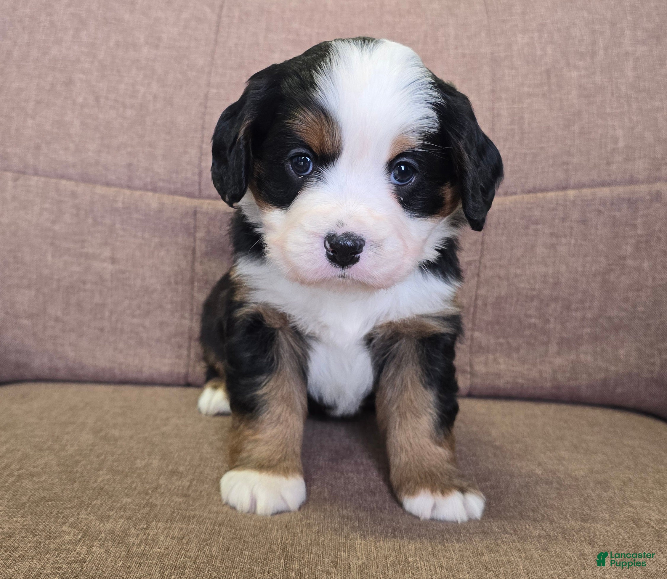 Miniature Bernese Mountain Dog dogs Manhattan  - Ad 2