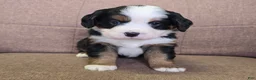 Miniature Bernese Mountain Dog dogs for sale: Tom Collins - Ad 9