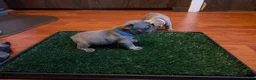 French Bulldog dogs for sale: Rosie - Ad 3
