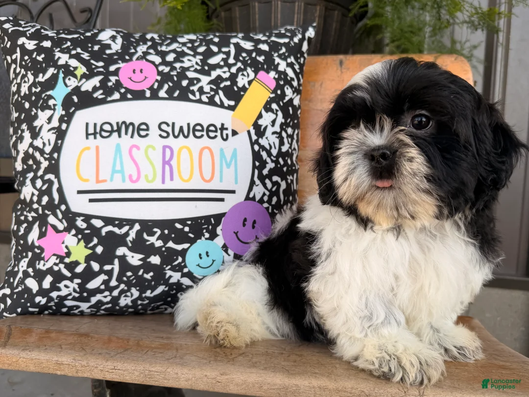 Shih Tzu dogs for sale: Shane Shih Tzu  - Ad 2