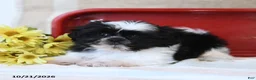 Shih Tzu dogs for sale: Swiss Miss - Ad 3