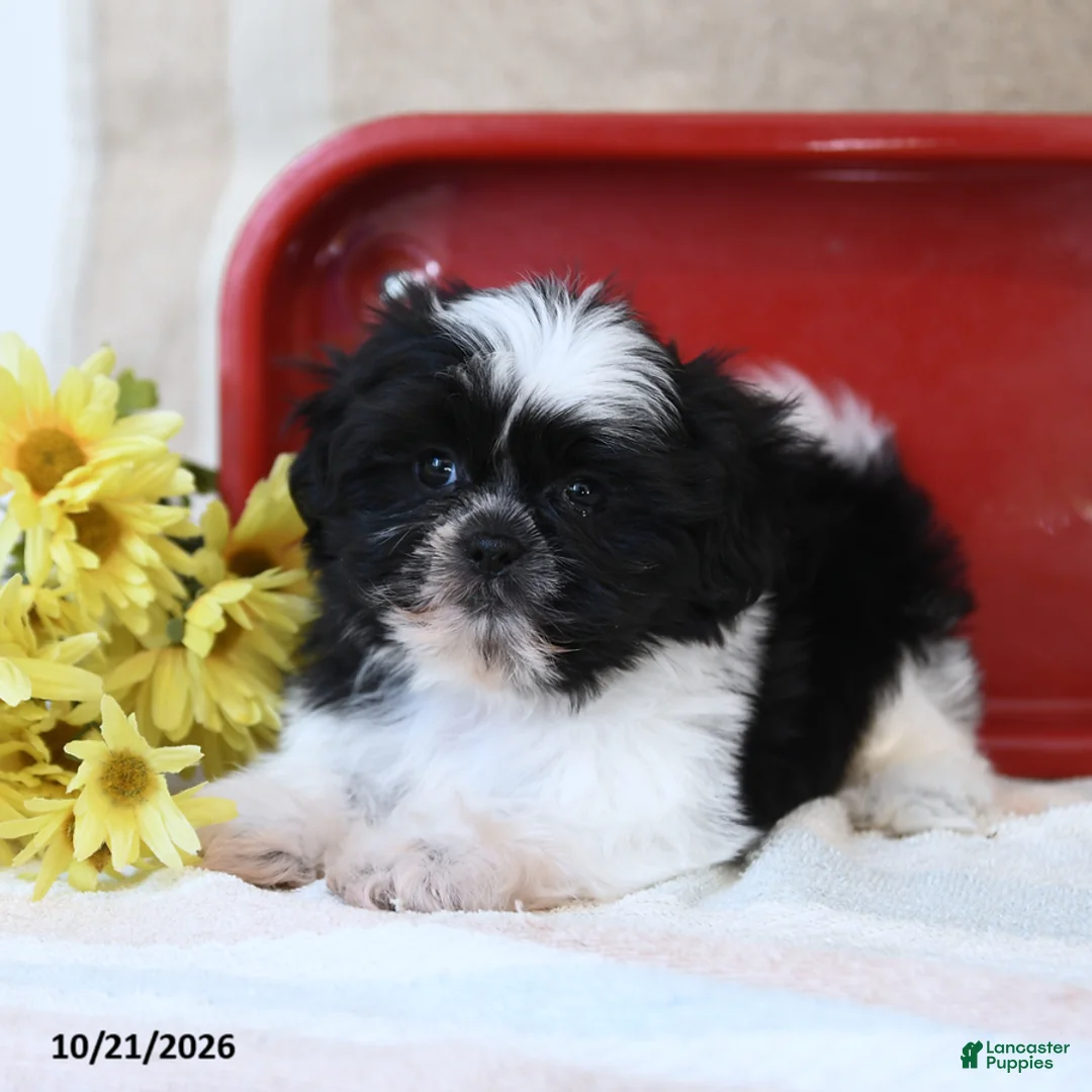 Shih Tzu dogs for sale: Swiss Miss - Ad 3