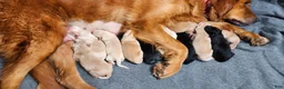 Golden Retriever dogs for sale: buddy - Ad 6