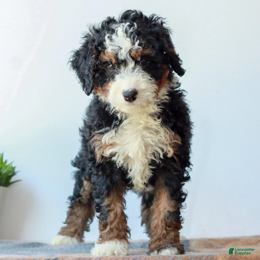 Mini Bernedoodle dogs for sale: Dixon  - Ad 1