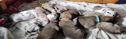 Great Dane dogs for sale: Great Dane  - Black Collar - Fawnequin - Ad 9