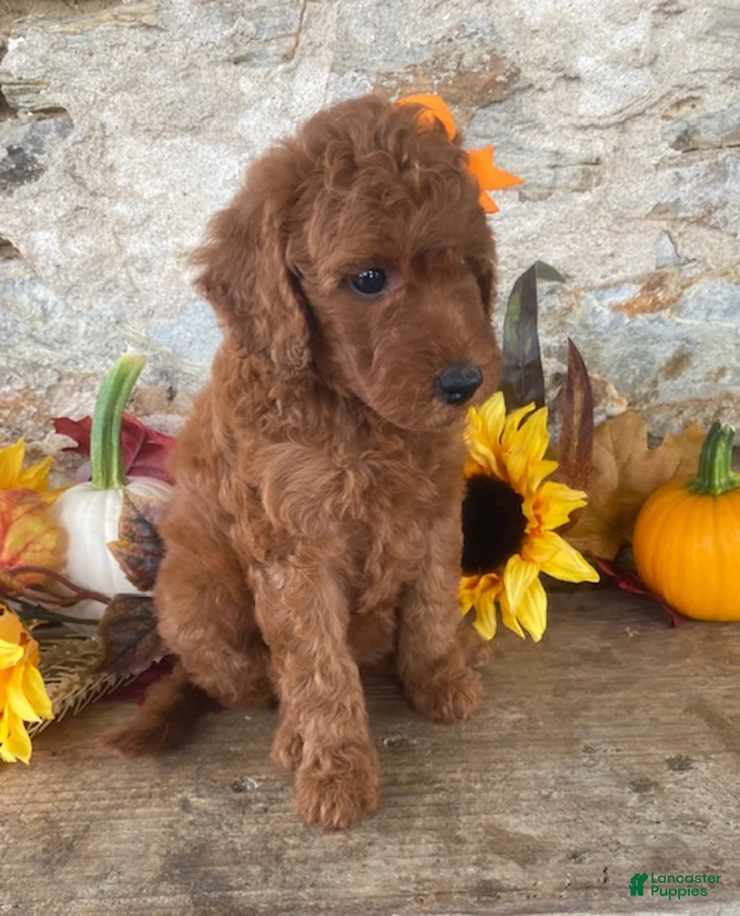 Mini Goldendoodle dogs for sale: Nelly - Ad 2
