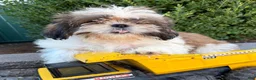 Shih Tzu dogs for sale: Thomas - Ad 3