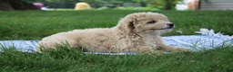 Mini Goldendoodle dogs for sale: Tara - Ad 6