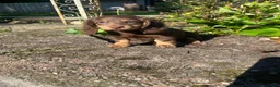 Miniature Dachshund dogs for sale: Skye - Ad 8