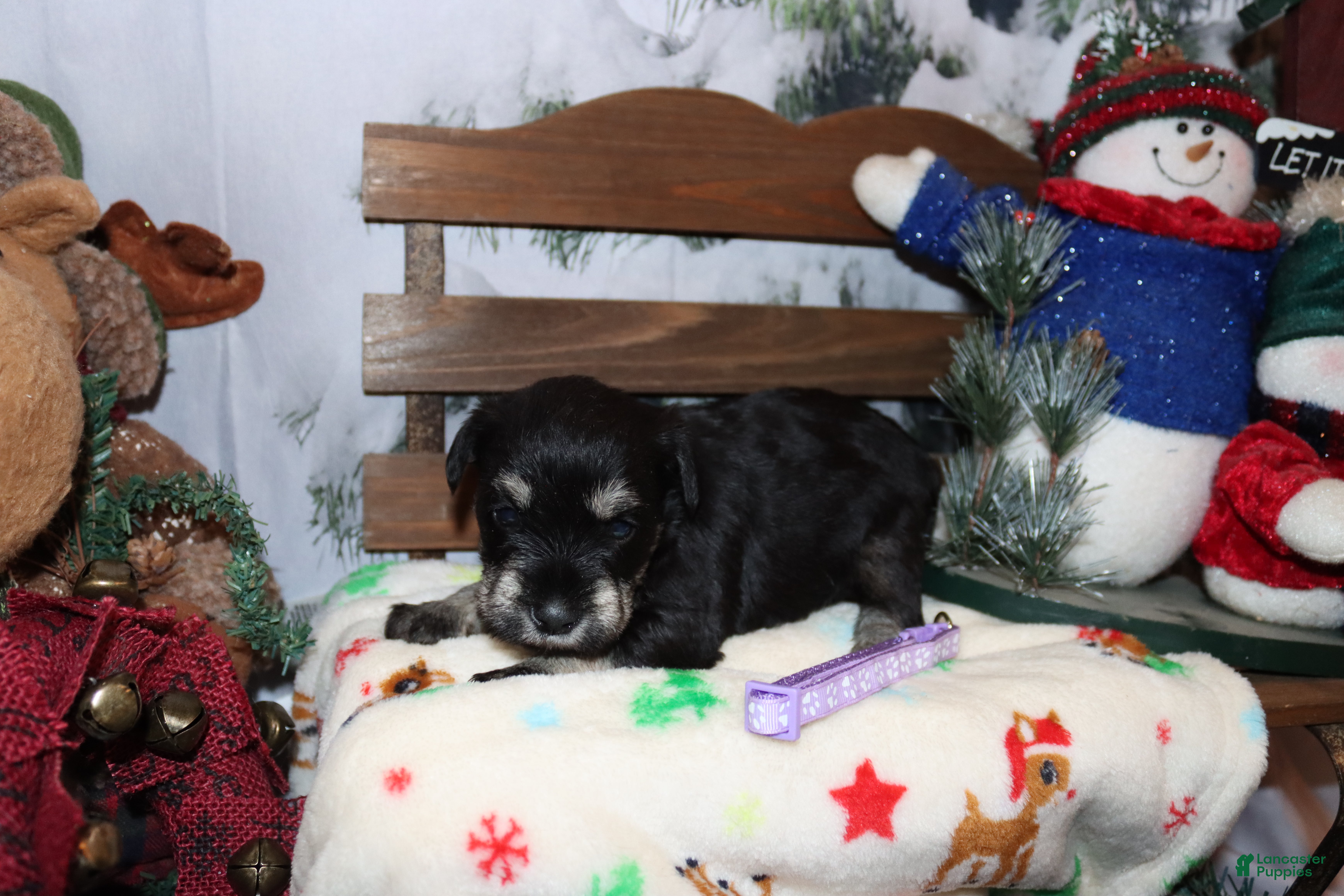 Miniature Schnauzer dogs skylar - Ad 29