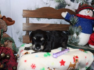 Miniature Schnauzer dogs skylar - Ad 29