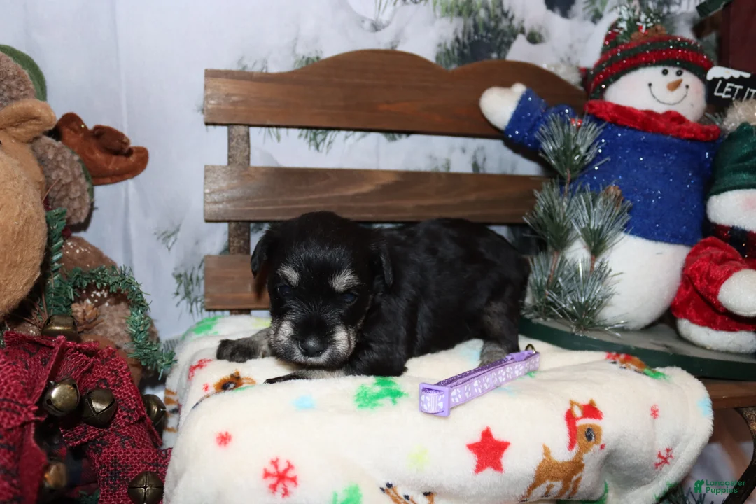 Miniature Schnauzer dogs for sale: skylar - Ad 2