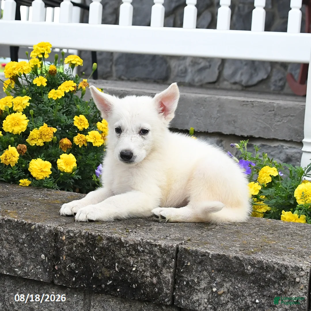 German Shepherd dogs for sale: Milo - Ad 3