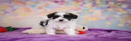 Maltipoo dogs for sale: Trixie - Ad 4