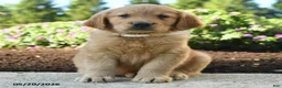 Golden Retriever dogs for sale: Hunter - Ad 1