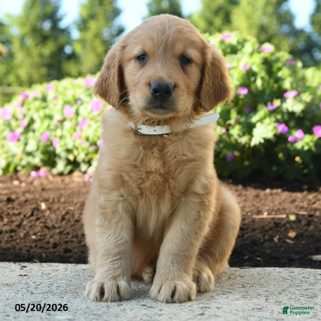 Golden Retriever dogs for sale: Hunter - Ad 1