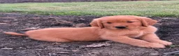 Golden Retriever dogs for sale: Charlie  - Ad 5