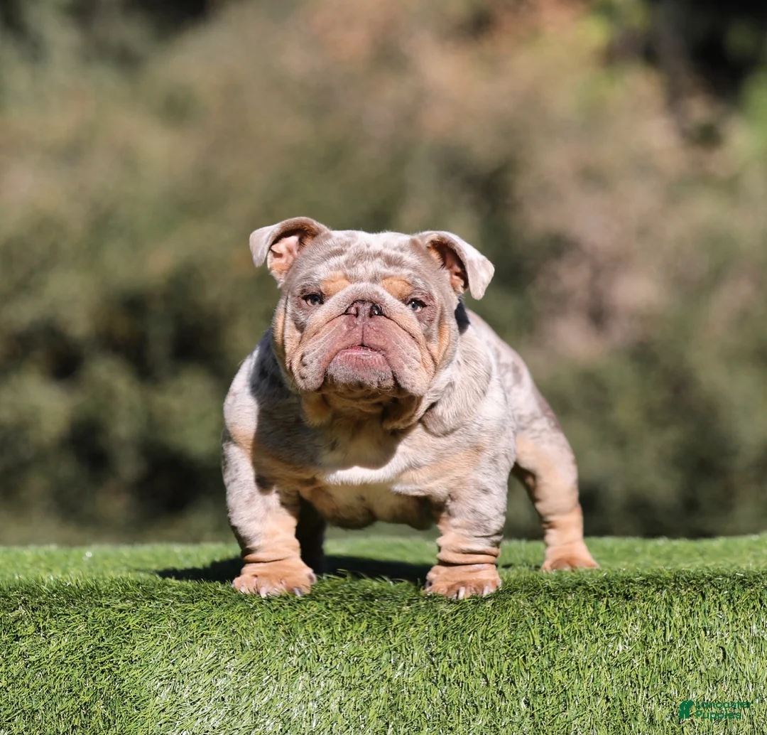 English Bulldog dogs for sale: English Bulldog Puppy 1 - Ad 3