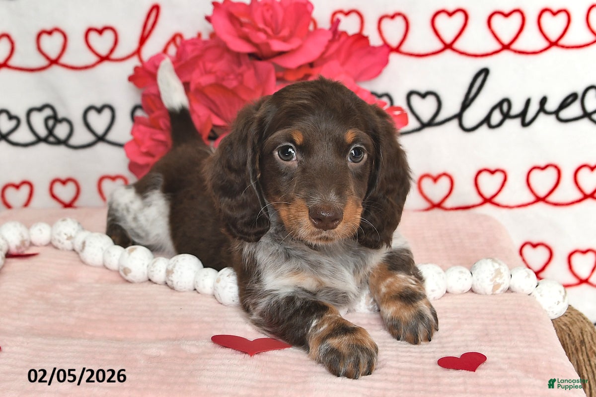 Miniature Dachshund dogs Melody - Ad 16