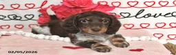 Miniature Dachshund dogs for sale: Melody - Ad 1