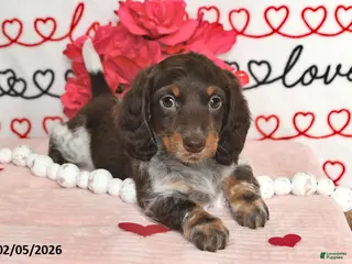 Miniature Dachshund dogs Melody - Ad 16