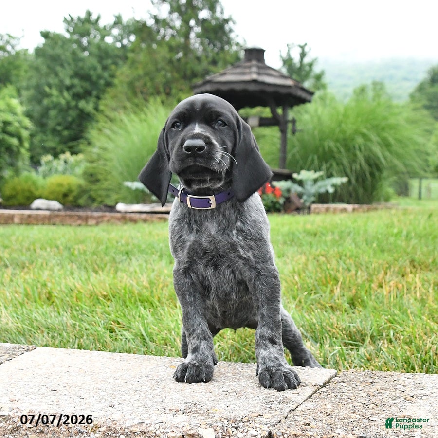 German Shorthaired Pointer dogs Heidi - Ad 2
