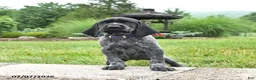 German Shorthaired Pointer dogs for sale: Heidi - Ad 2