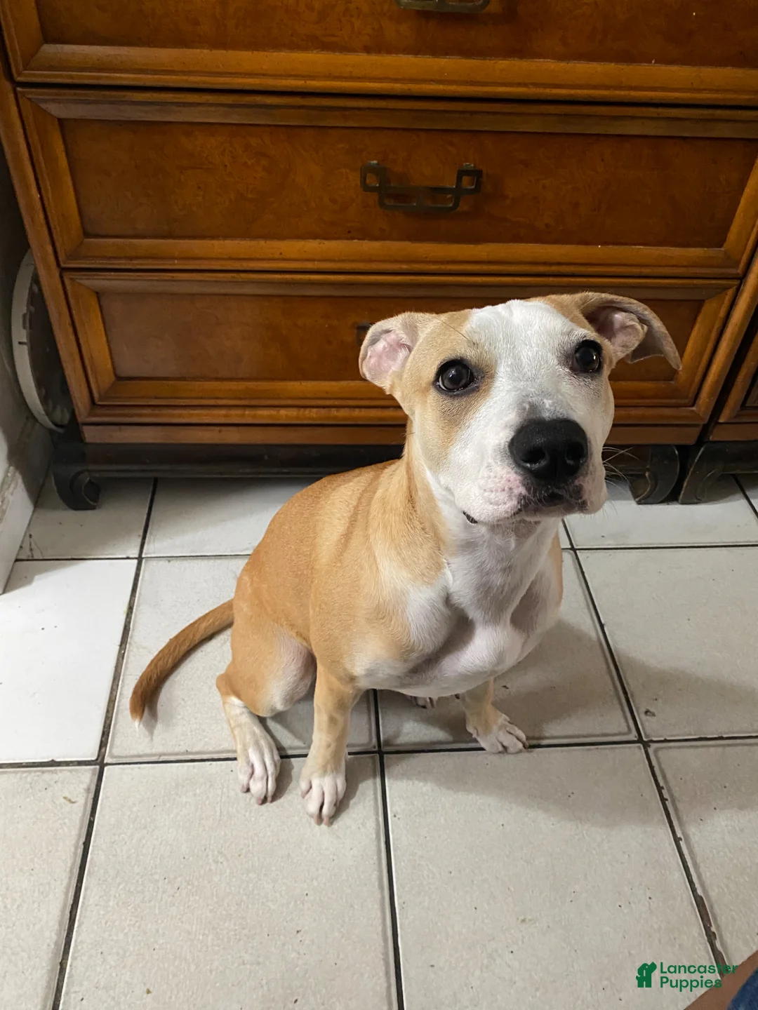 Mixed Breed dogs for stud: Lab mix - Ad 2