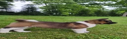 Akita dogs for sale: Sofie - Ad 4