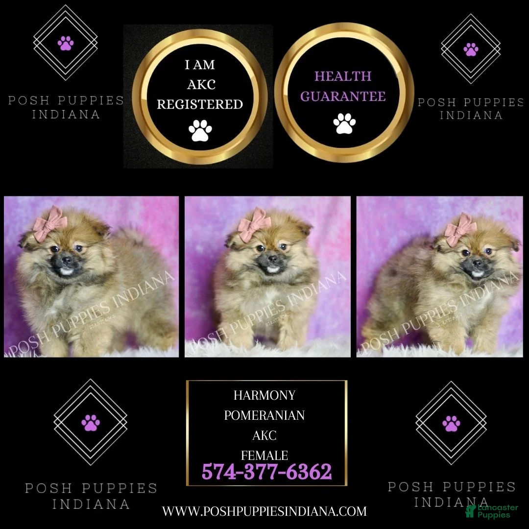 Pomeranian dogs for sale: Harmony - Ad 2