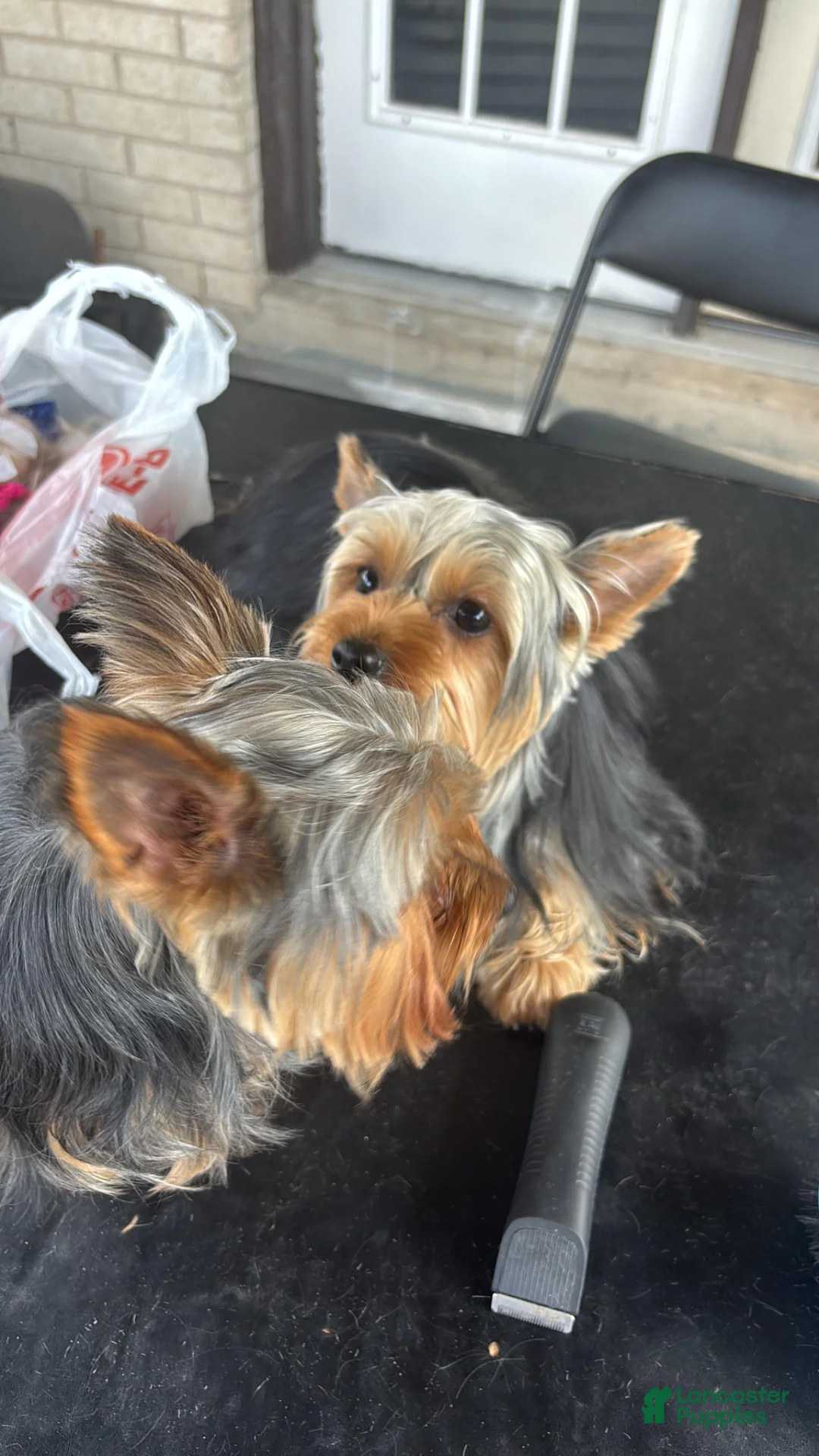 Yorkshire Terrier dogs for sale: Yorkshire Terrier Puppy 1 - Ad 6