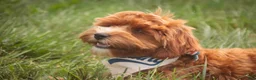 Cavapoo dogs for sale: Harper - Ad 6