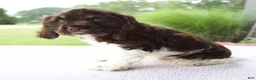 Cocker Spaniel dogs for sale: Starboy - Ad 3