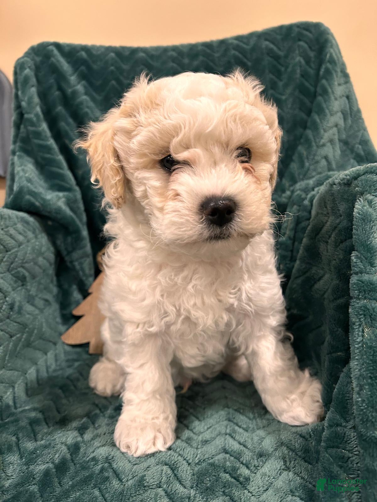 Mixed Breed dogs Frank - Ad 23