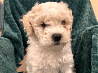 Mixed Breed dogs Frank - Ad 23