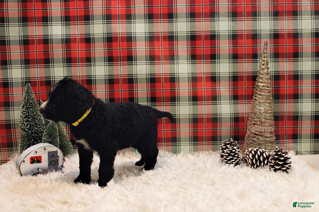 Mixed Breed dogs for sale: Ithica - Ad 5