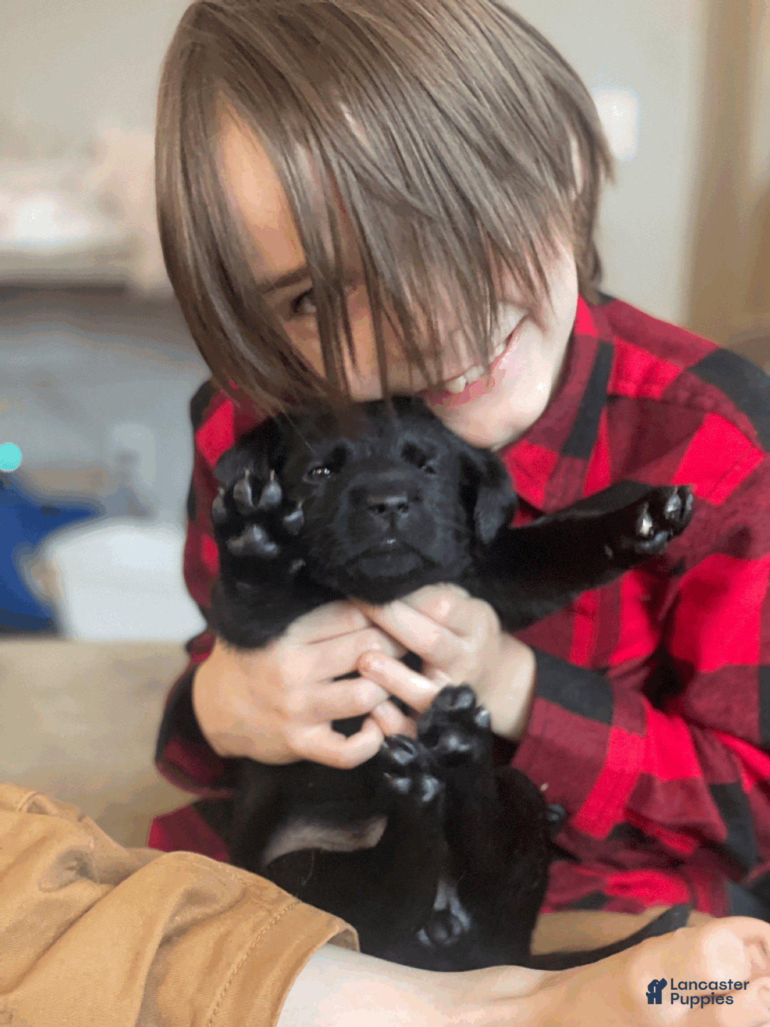 Labrador Retriever dogs for sale: Algonquin-red collar - Ad 3