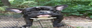 French Bulldog 2